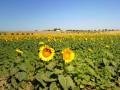 campo:campo_real_-_campo_de_girasoles.jpg