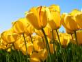 flora:tulips.jpg